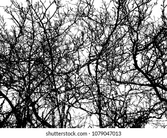 Nature. Tree. Branches. Decor background.