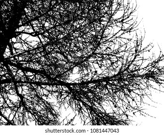 Nature. Tree. Branches. Decor background.