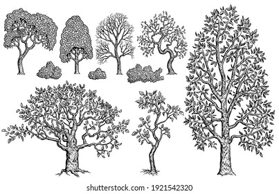 Nature. Trees and bushes. Design set. Art detailed editable illustration. Vector vintage engraving. Isolated on white background. 8 EPS