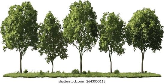 Nature trees, vector greenery, transparent backgrounds, contour shapes, green leaves, eco friendly design, natural landscape, nature silhouettes, environment vector