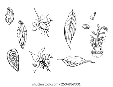 Nature tropical exotic coffee cocoa cacao tree branch, flowers leaves beans seed pods. Hand drawn ink vector isolated illustration set. Design travel, cafe shop brochure, print, botanical garden ads