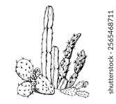 Nature tropical exotic desert plant succulent cactus aloe agave nopal. Hand drawn ink vector illustration isolated white background. Design travel, vacation brochure, print, botanical garden ads