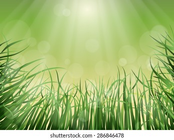 Nature vector background - grass, the sun rays and glare.