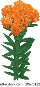 Nature Vector of a Butterfly Milkweed Prairie Wildflower Blooming Plant with Flowers