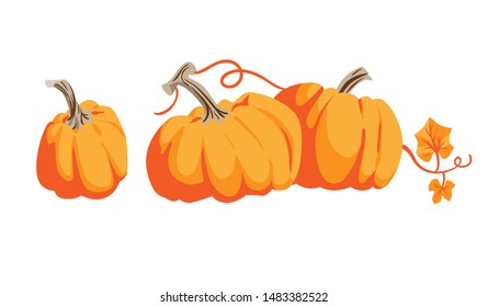 Nature vector elements. Thanksgiving symbol collection farm harvest, squash, vegetable. Pumpkins cartoon objects isolated.