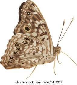 Vector natural de una mariposa de emperador de la Hackberry aislado 