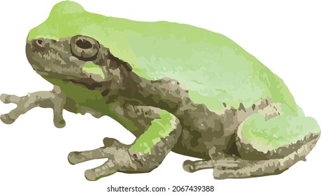 Imagen vectorial de un animal anfibio de rana arbórea aislado 