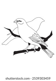 ilustração do vetor da natureza, dois pássaros, silhueta