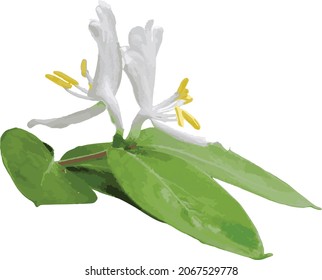 Naturvektorbild eines Amur Honeysuckle Tree Leaves und einer Blume