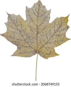Nature Vector Image of a Colorful Isolated Fall Autumn Leaf 