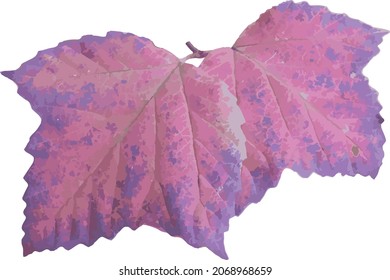 Nature Vector Image of a Colorful Isolated Fall Foliage Autumn Maple Leaf