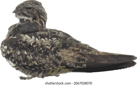 Nature Vector Image of a Common Nighthawk Bird Isolated