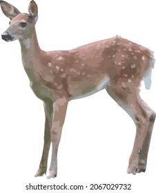 Nature Vector Image of a Cute Baby Deer Fawn Animal Isolated 