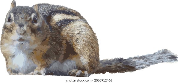 Nature Vector Image of a Cute Isolated Chipmunk Animal