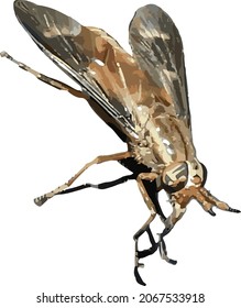 Nature Vector Image of a Deer Fly Bug Insect Cut Out and Isolated