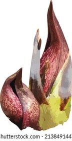 Nature Vector Image of Eastern Skunk Cabbage Spring Wildflower Native north American Plant 