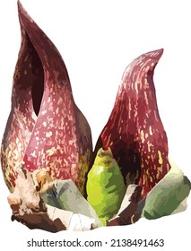 Nature Vector Image of Eastern Skunk Cabbage Spring Wildflower Native north American Plant 