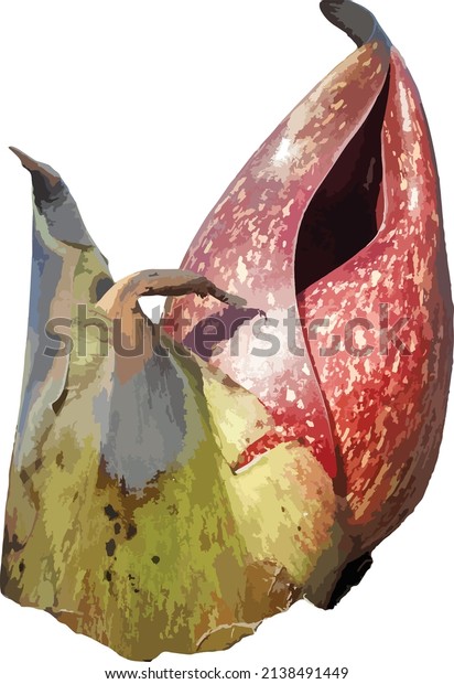 Nature Vector Image of Eastern\
Skunk Cabbage Spring Wildflower Native north American Plant\
