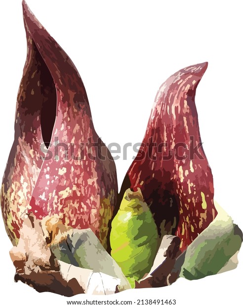Nature Vector Image of Eastern\
Skunk Cabbage Spring Wildflower Native north American Plant\
