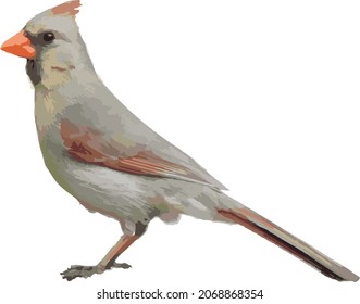 Nature Vector Image of a Female Northern Cardinal Bird 
