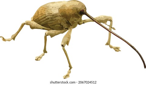 Nature Vector Image of an Isolated Acorn Weevil Insect Cut Out 