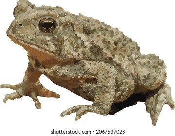 Nature Vector image of an Isolated American Toad Animal