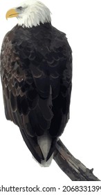 Nature Vector Image of an Isolated Bald Eagle Bird of Prey 