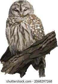 Nature Vector Image of an Isolated Barred Owl Bird of Prey 