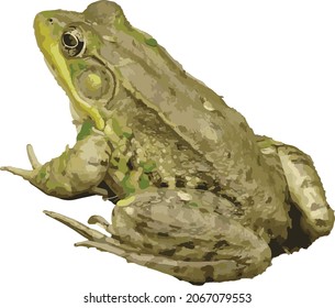 Nature Vector Image of an Isolated Bullfrog Frog Full Body Sideways