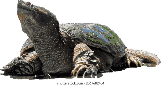 Nature Vector Image of an Isolated Common Snapping Turtle Reptile