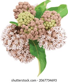 Nature Vector Image of an Isolated Common Milkweed Prairie Flower Cut Out 