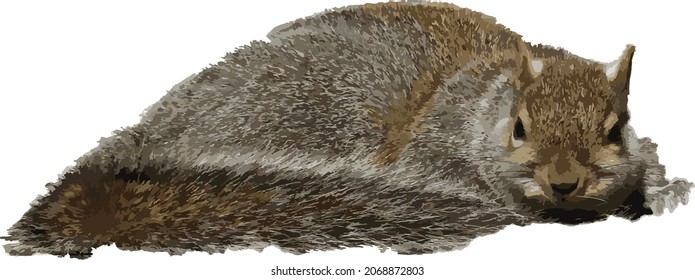 Nature Vector Image of an Isolated Cute Squirrel Animal Laying Down