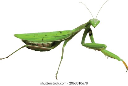 Nature Vector Image of a Isolated Green Praying Mantis Insect Bug 