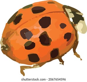 Nature Vector Image of an Isolated Lady Beetle Bug 