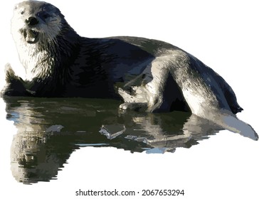 Nature Vector Image of an Isolated  North American River otter Animal with Reflection in Water