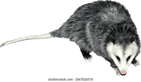 Nature Vector Image of an Isolated Opossum Animal Cut Out