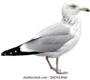 Nature Vector Image of an Isolated Ring Billed Seagull Shore Bird Animal