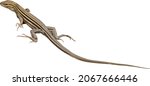 Nature Vector Image of an Isolated Six Lined Racerunner Skink Lizard 
