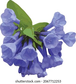Nature Vector Image of an Isolated Virginia Bluebell Spring Flower Wildflower Cut Out