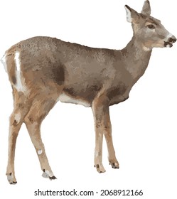 Imagen vectorial de la naturaleza de un ciervo blanco aislado 