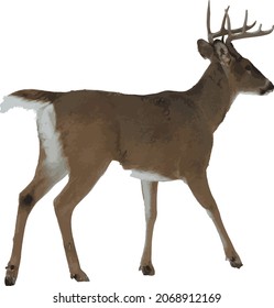 Nature Vector Image of an Isolated White Tailed Deer 