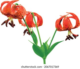 Nature Vector Image of a Michigan Lily Plant Flower Cutout and Isolated