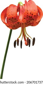 Nature Vector Image of a Michigan Lily Plant Flower Cutout and Isolated