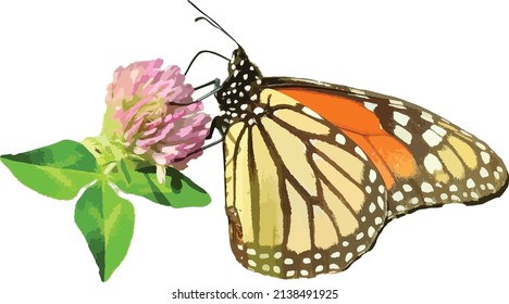 Nature Vector Image of a Monarch Butterfly on a Red Clover Wildflower 