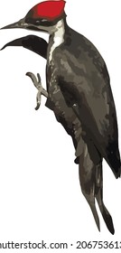 Nature Vector Image or a Pileated Woodpecker Bird Isolated