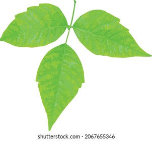 Nature Vector Image Of A Poison Ivy Plant Leaves