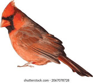Nature Vector Image of a Red Northern Cardinal Bird Animal 