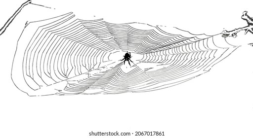 Nature Vector Image of a SPider Web Cut Out and Isolated 