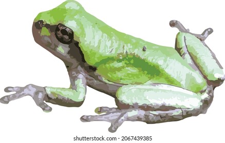 Nature Vector Image of a Tree Frog Amphibian Animal Isolated 