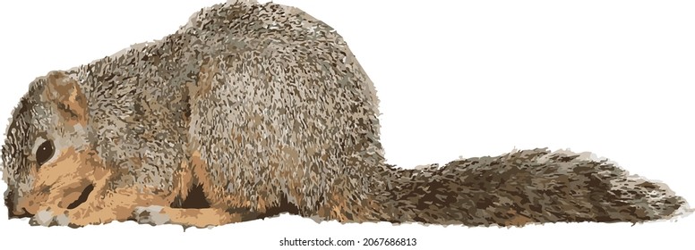 Nature Vector of an Isolated Squirrel on the Ground 